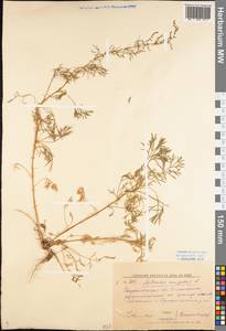 Artemisia campestris L., Eastern Europe, Lower Volga region (E9) (Russia)
