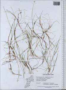 Carex pauciflora Lightf., Eastern Europe, North-Western region (E2) (Russia)