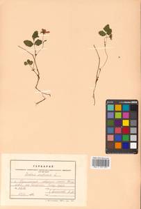 Rubus arcticus L., Siberia, Russian Far East (S6) (Russia)