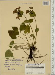Betonica macrantha K.Koch, Caucasus, North Ossetia, Ingushetia & Chechnya (K1c) (Russia)