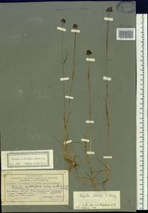 Luzula multiflora subsp. sibirica V. I. Krecz., Siberia, Altai & Sayany Mountains (S2) (Russia)