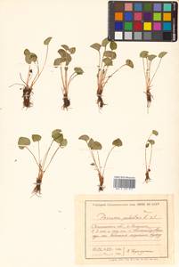 Parnassia palustris L., Siberia, Russian Far East (S6) (Russia)