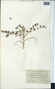 Astragalus chiwensis Bunge, Middle Asia, Syr-Darian deserts & Kyzylkum (M7) (Kazakhstan)