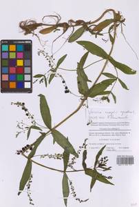 Veronica anagallis-aquatica L., Eastern Europe, Moscow region (E4a) (Russia)