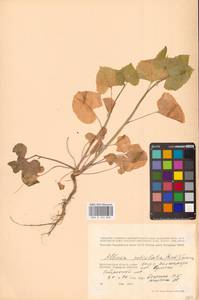 Alliaria petiolata (M.Bieb.) Cavara & Grande, Eastern Europe, Lower Volga region (E9) (Russia)