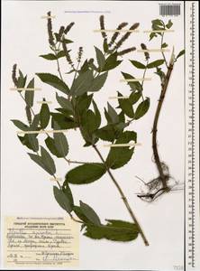 Mentha spicata L., Caucasus, Krasnodar Krai & Adygea (K1a) (Russia)