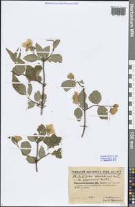 Philadelphus coronarius L., Eastern Europe, North Ukrainian region (E11) (Ukraine)