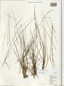 Festuca trachyphylla (Hack.) Hack., Eastern Europe, Belarus (E3a) (Belarus)