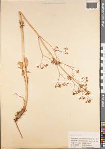 Valeriana, Middle Asia, Western Tian Shan & Karatau (M3) (Kyrgyzstan)