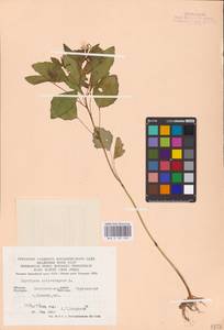 Impatiens noli-tangere L., Eastern Europe, West Ukrainian region (E13) (Ukraine)