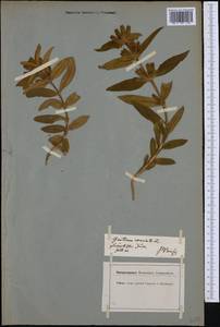 Gentiana cruciata L., Western Europe (EUR) (Germany)