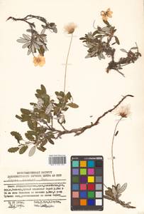 Dryas octopetala subsp. viscosa (Juz.) Hultén, Siberia, Russian Far East (S6) (Russia)