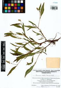 Persicaria lapathifolia subsp. pallida (With.) S. Ekman & Knutsson, Siberia, Baikal & Transbaikal region (S4) (Russia)