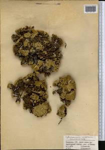 Thylacospermum caespitosum (Cambess.) Schischk., Middle Asia, Dzungarian Alatau & Tarbagatai (M5) (Kazakhstan)