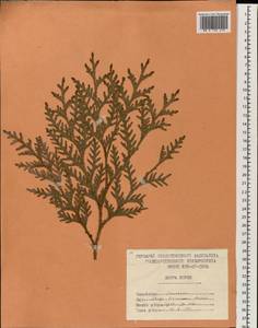 Thuja koraiensis Nakai, South Asia, South Asia (Asia outside ex-Soviet states and Mongolia) (ASIA) (North Korea)