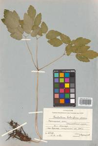 Thalictrum tuberiferum Maxim., Siberia, Russian Far East (S6) (Russia)