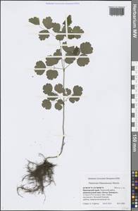 Thalictrum filamentosum Maxim., Siberia, Russian Far East (S6) (Russia)