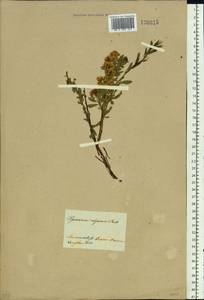 Spiraea alpina Pall., Siberia, Baikal & Transbaikal region (S4) (Russia)