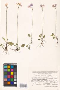 Primula nutans Georgi, Siberia, Altai & Sayany Mountains (S2) (Russia)