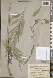 Adenophora liliifolia (L.) A.DC., Eastern Europe, Lower Volga region (E9) (Russia)