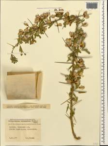 Caragana halodendron (Pall.) Dum.Cours., Caucasus, Armenia (K5) (Armenia)