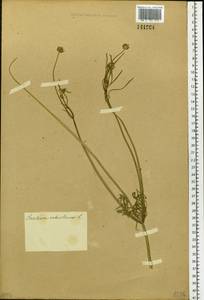 Scabiosa ochroleuca L., Siberia (no precise locality) (S0) (Russia)