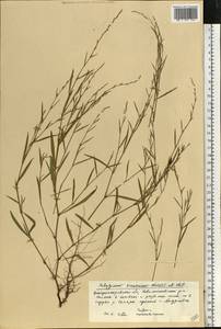Polygonum patulum subsp. patulum, Eastern Europe, South Ukrainian region (E12) (Ukraine)