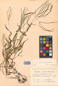 Digitaria sanguinalis (L.) Scop., Siberia, Russian Far East (S6) (Russia)