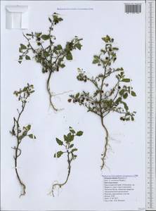 Solanum villosum, Caucasus, Black Sea Shore (from Novorossiysk to Adler) (K3) (Russia)