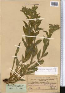 Arnebia ugamensis (Popov) Riedl, Middle Asia, Western Tian Shan & Karatau (M3) (Uzbekistan)