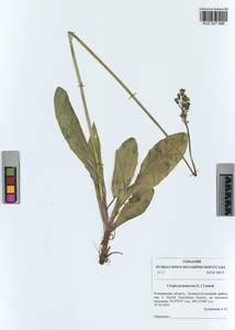 Crepis praemorsa (L.) Tausch, Siberia, Altai & Sayany Mountains (S2) (Russia)
