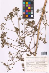 Xanthoselinum alsaticum (L.) Schur, Eastern Europe, Eastern region (E10) (Russia)