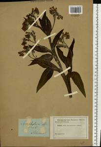 Symphytum officinale L., Eastern Europe, North-Western region (E2) (Russia)