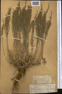 Artemisia terrae-albae (Krasch.) Krasch., Middle Asia, Dzungarian Alatau & Tarbagatai (M5) (Kazakhstan)