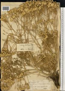 Prangos odontalgica (Pall.) Herrnst. & Heyn, Eastern Europe, Lower Volga region (E9) (Russia)