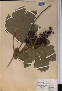 Vitis vinifera L., Middle Asia, Pamir & Pamiro-Alai (M2) (Uzbekistan)