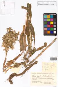 Isatis emarginata Kar. & Kir., Caucasus, Georgia (K4) (Georgia)
