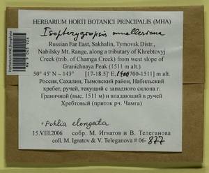 Isopterygiopsis catagonioides (Broth.) Ignatov & Ignatova, Bryophytes, Bryophytes - Russian Far East (excl. Chukotka & Kamchatka) (B20) (Russia)