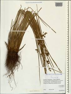 Juncus effusus L., Caucasus, Georgia (K4) (Georgia)