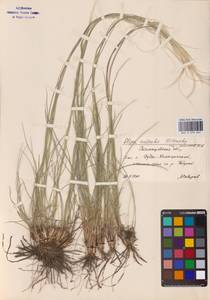 Stipa zalesskii Wilensky, Eastern Europe, Lower Volga region (E9) (Russia)