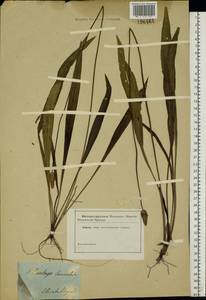 Plantago lanceolata L., Eastern Europe, South Ukrainian region (E12) (Ukraine)