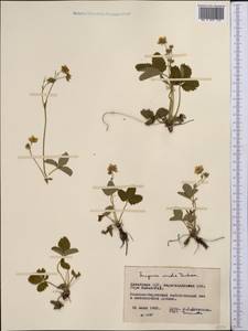 Fragaria viridis Duchesne, Middle Asia, Muyunkumy, Balkhash & Betpak-Dala (M9) (Kazakhstan)