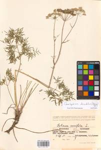 Cenolophium fischeri (Spreng.) W.D.J.Koch, Eastern Europe, Moscow region (E4a) (Russia)