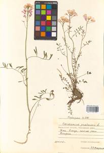 Cardamine pratensis L., Siberia, Chukotka & Kamchatka (S7) (Russia)