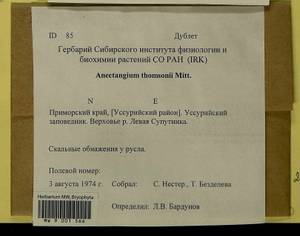 Anoectangium stracheyanum Mitt., Bryophytes, Bryophytes - Russian Far East (excl. Chukotka & Kamchatka) (B20) (Russia)