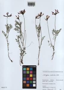 KUZ 001 456, Astragalus ceratoides M. Bieb., Siberia, Altai & Sayany Mountains (S2) (Russia)