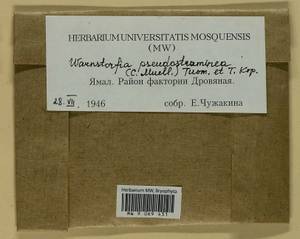 Warnstorfia pseudostraminea (Müll. Hal.) Tuom. & T.J. Kop., Bryophytes, Bryophytes - Western Siberia (including Altai) (B15) (Russia)
