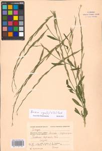 Brassica nigra (L.) W.D.J. Koch, Eastern Europe, Moscow region (E4a) (Russia)