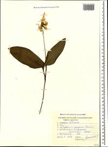 Erythronium caucasicum Woronow, Caucasus, Stavropol Krai, Karachay-Cherkessia & Kabardino-Balkaria (K1b) (Russia)