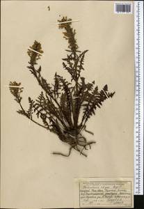 Pedicularis olgae Regel, Middle Asia, Western Tian Shan & Karatau (M3) (Kazakhstan)